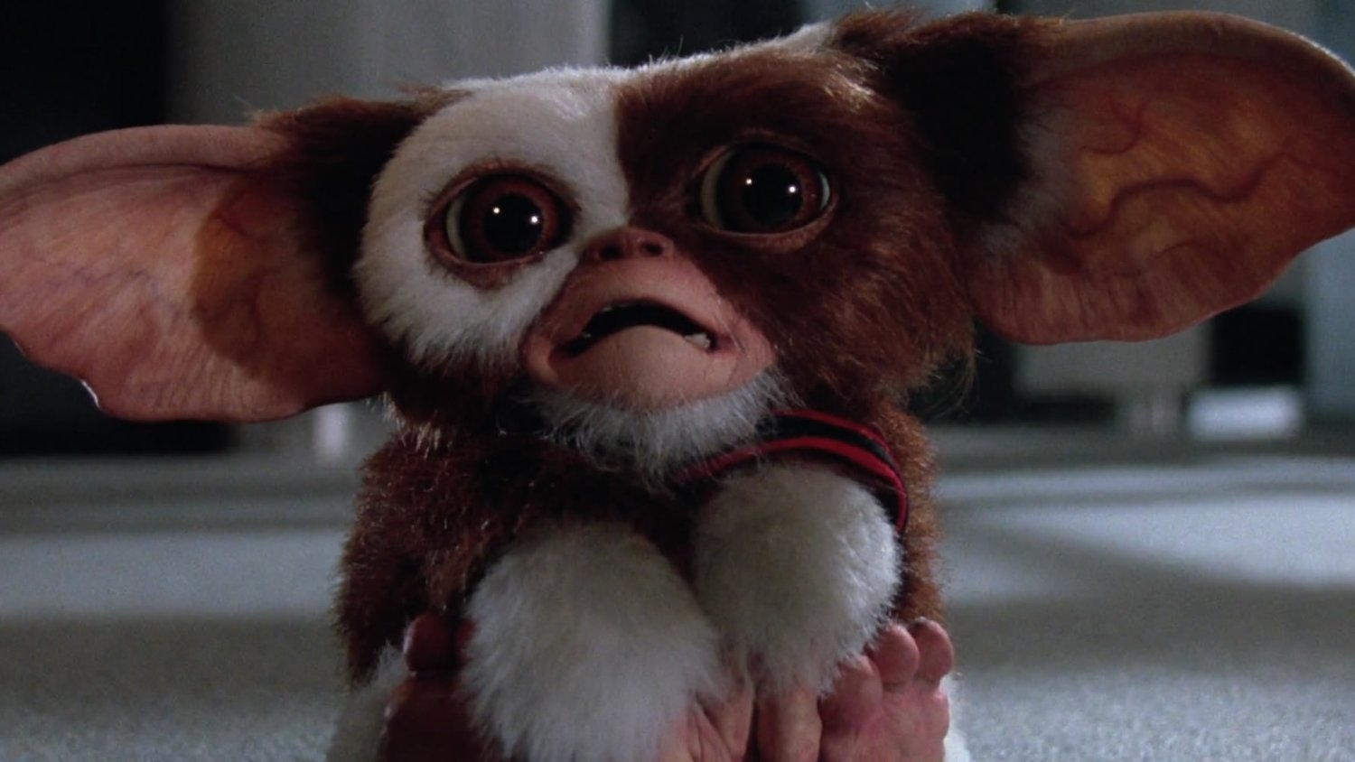 Gizmo de Gremlins con cara de susto